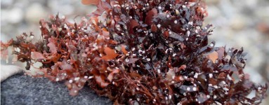 Crondo crispo - Chondrus crispus