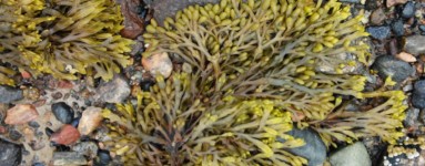 Alga Fucus