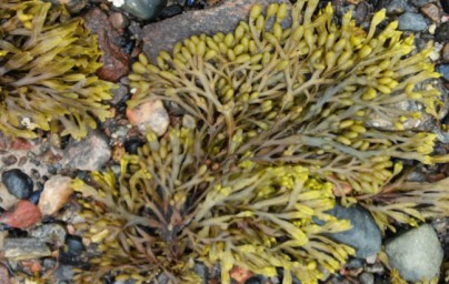 Alga Fucus Alga Fucus