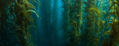Kelp