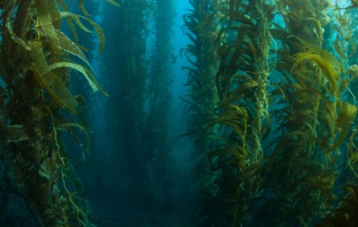 Kelp