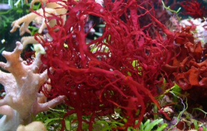 Litotamnio Litotamnio