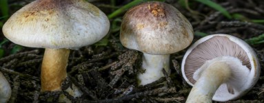 Agaricus