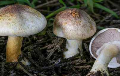 Agaricus
