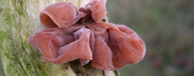 Auricularia