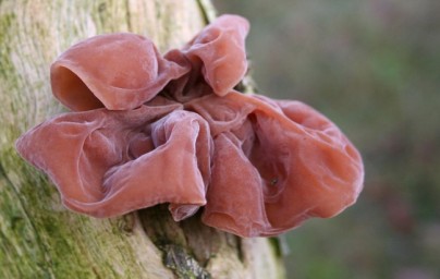 Auricularia