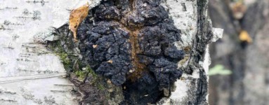Chaga