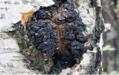 Chaga