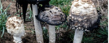 Coprinus