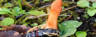 Cordyceps CS-4