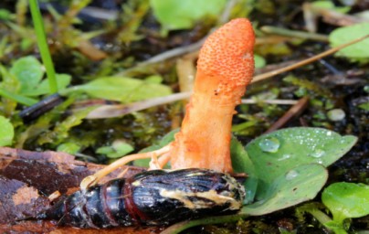 Cordyceps CS-4