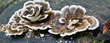 Coriolus