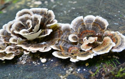 Coriolus