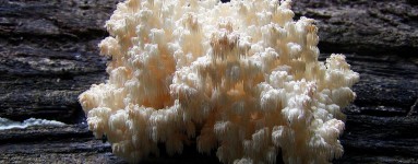 Hericium