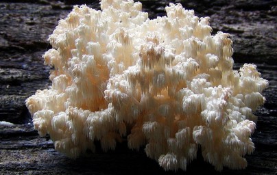 Hericium Hericium