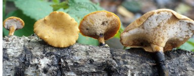 Polyporus
