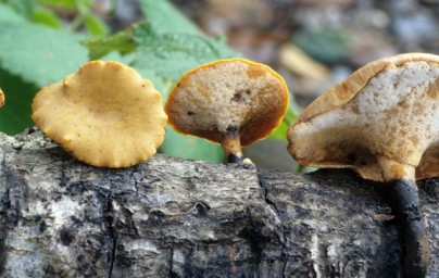 Polyporus