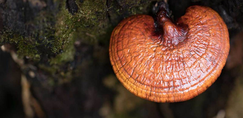 Reishi