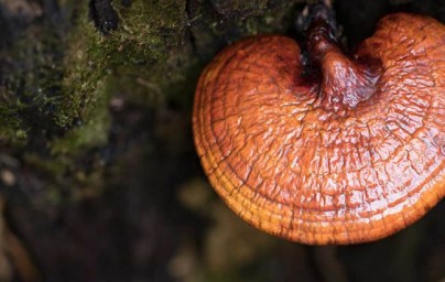 Reishi Reishi