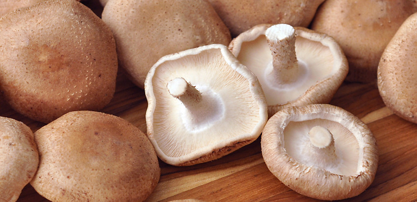 Shiitake