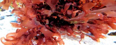 Palmaria palmata