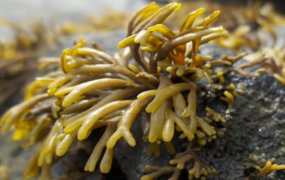 Alga marrone - Pelvetia canaliculata Alga marrone - Pelvetia canaliculata