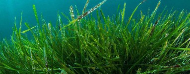 Spirulina