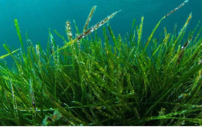 Spirulina