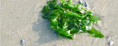 Ulva lactuca