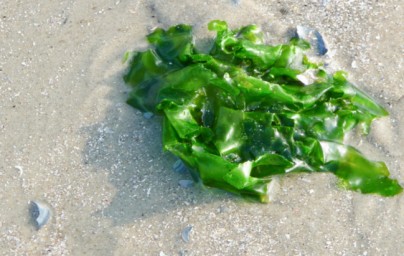 Ulva lactuca Ulva lactuca